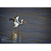 Image of a pelican hovering over a body of water.